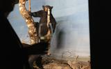 Bar der toten Tiere 2022
