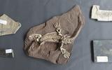 Fossilien für Mensch, Erde!