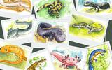 Salamander-Quiz
