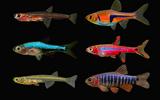 Fische