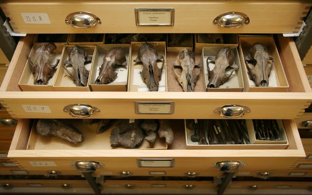 Hundesammlung NMBE